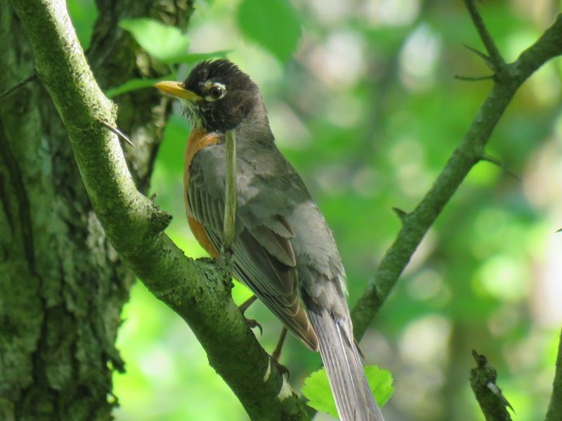 American Robin - Tracy The Birder