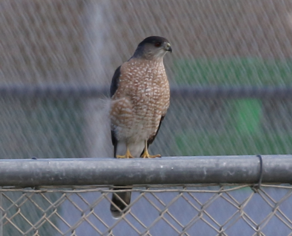 Cooper's Hawk - ML23836971