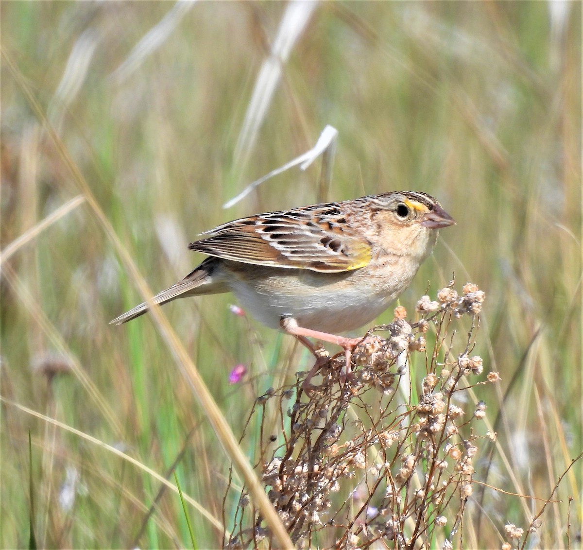 Grasshopper Sparrow - ML238369961