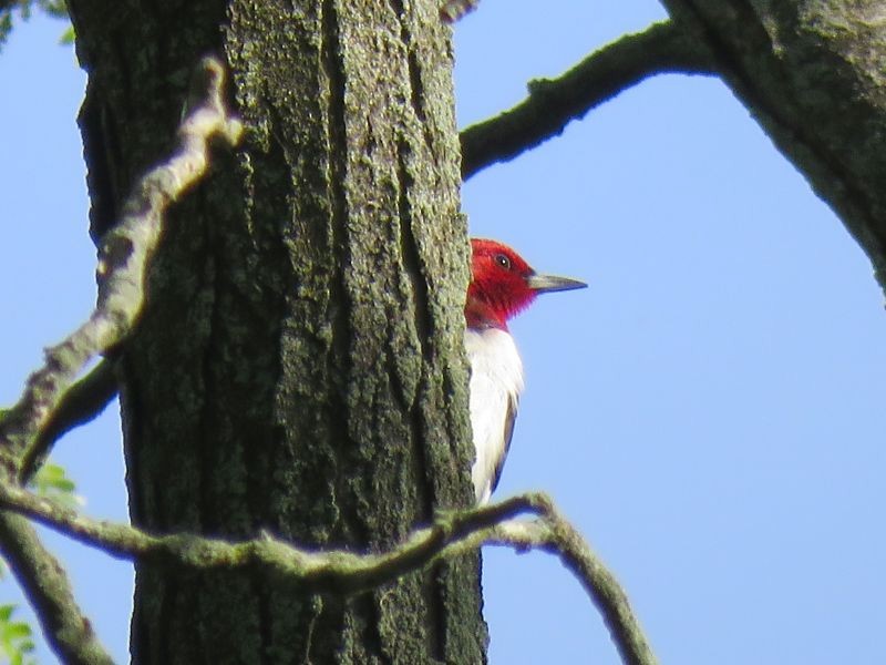 Pic à tête rouge - ML238371191