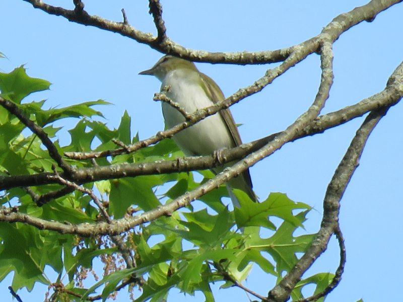 rødøyevireo - ML238371381