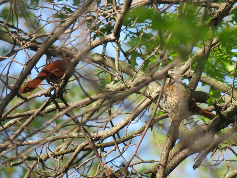 Brown Thrasher - ML238371551