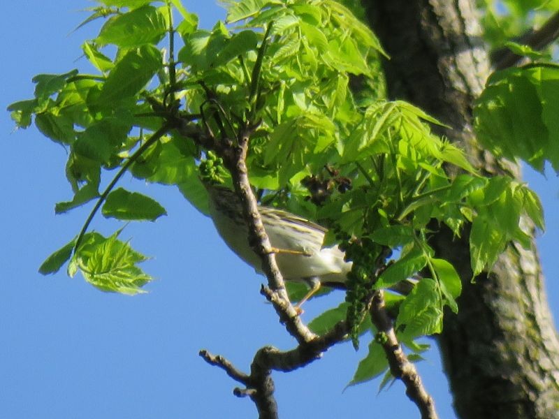 Blackpoll Warbler - ML238371631