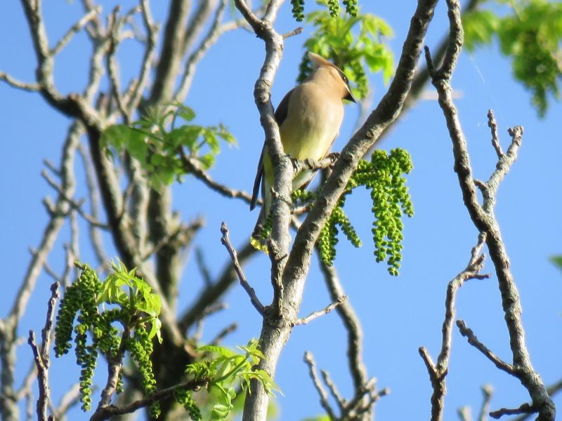 Cedar Waxwing - ML238372031