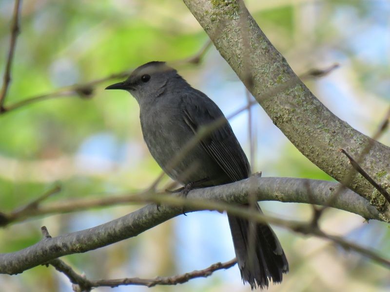 Pájaro Gato Gris - ML238372131