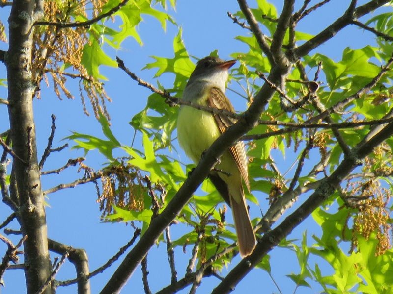 Great Crested Flycatcher - Tracy The Birder