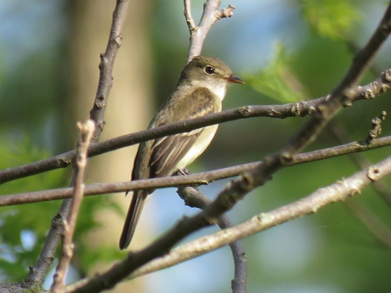 Піві-малюк вільховий - ML238372411