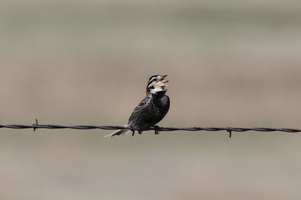 Chestnut-collared Longspur - Russ Morgan