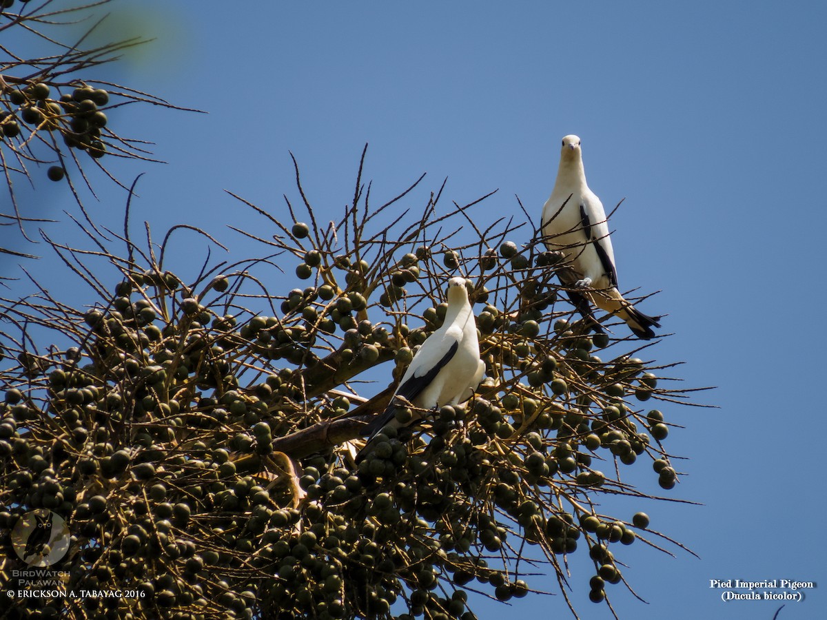 Пінон двобарвний - ML238374901