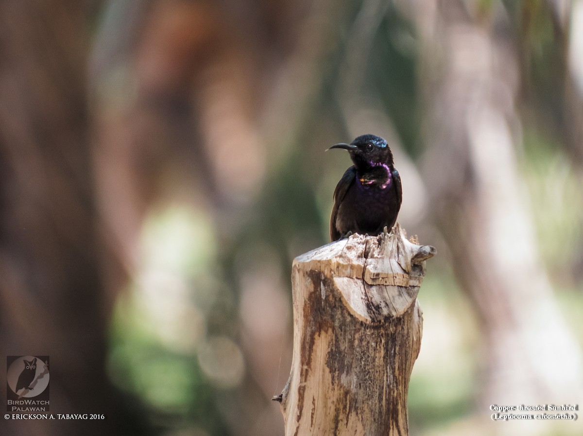 Нектаринка карміновогорла - ML238375231