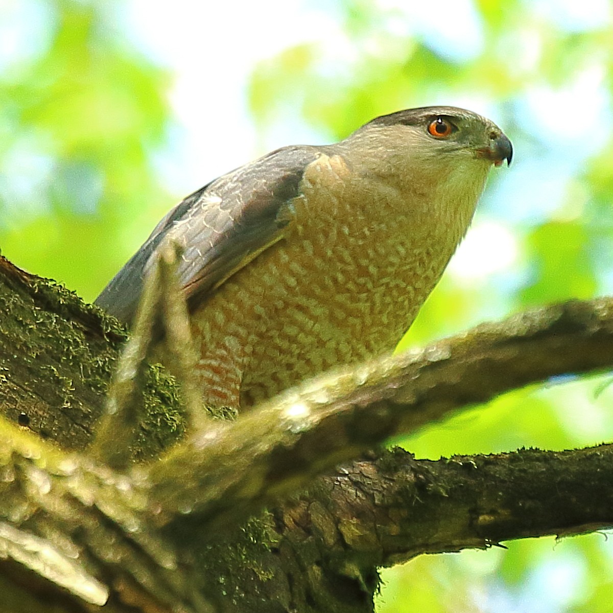 Cooper's Hawk - Ryan Candee