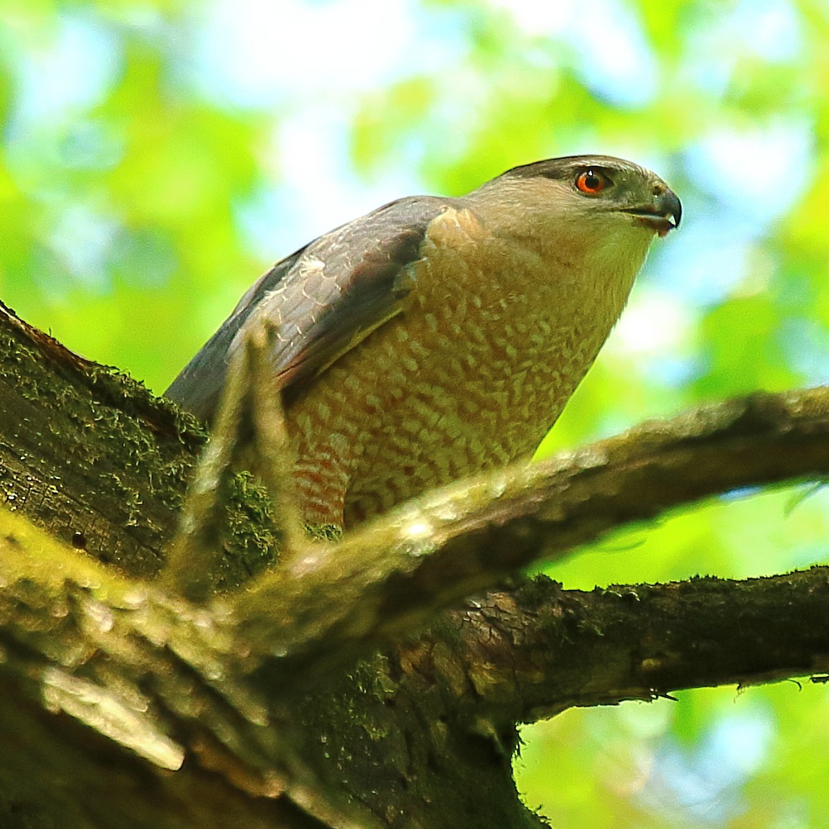 Cooper's Hawk - Ryan Candee