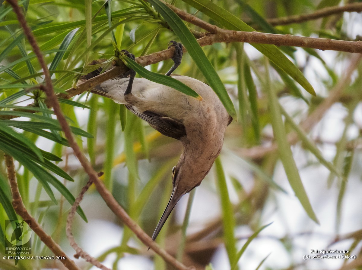 Павуколов блідий - ML238376001