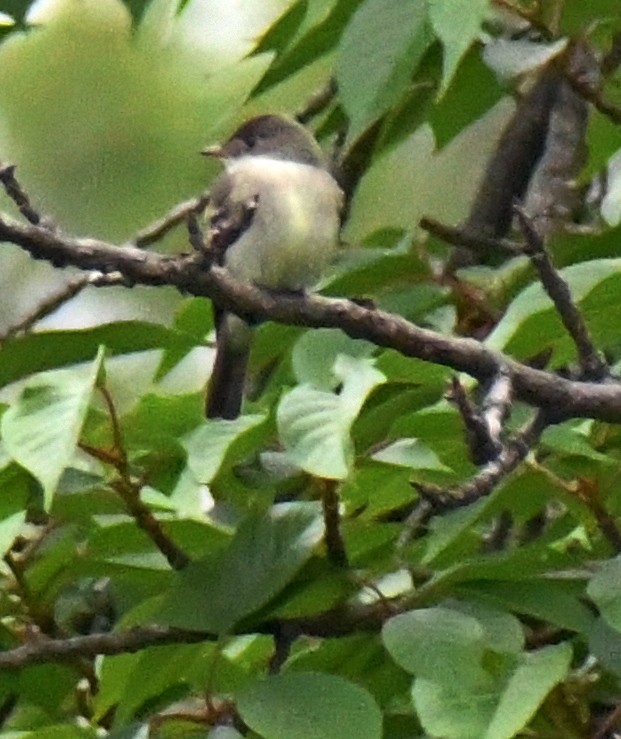 Alder/Willow Flycatcher (Traill's Flycatcher) - ML238376051