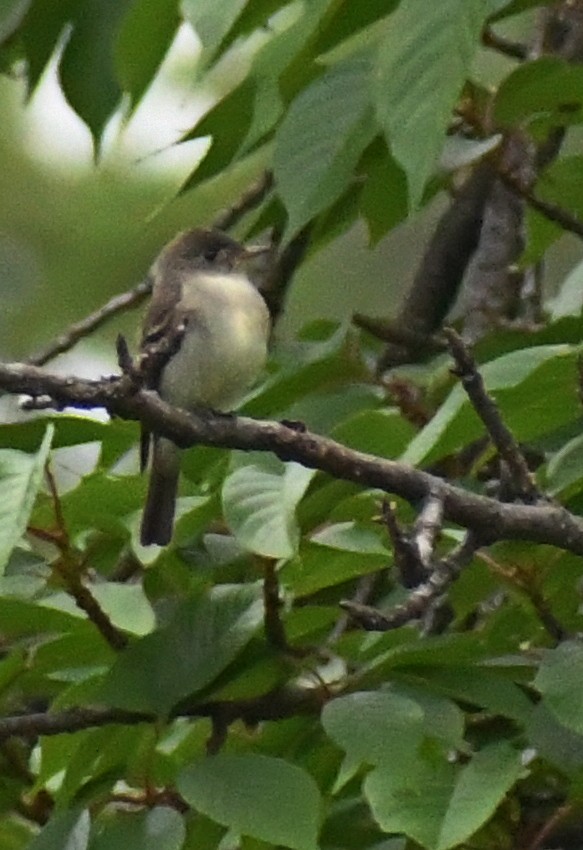 Alder/Willow Flycatcher (Traill's Flycatcher) - ML238376271