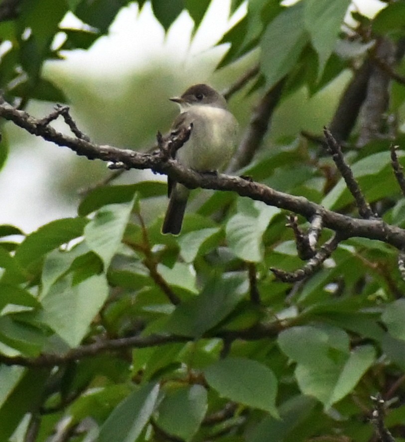Alder/Willow Flycatcher (Traill's Flycatcher) - ML238376351