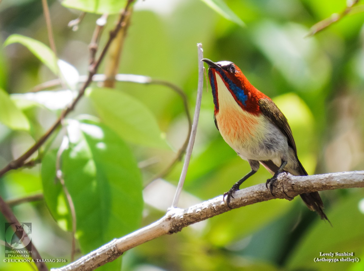 Сіпарая золотогорла - ML238376461