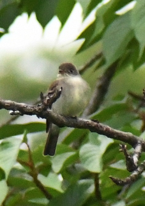 Alder/Willow Flycatcher (Traill's Flycatcher) - ML238376591