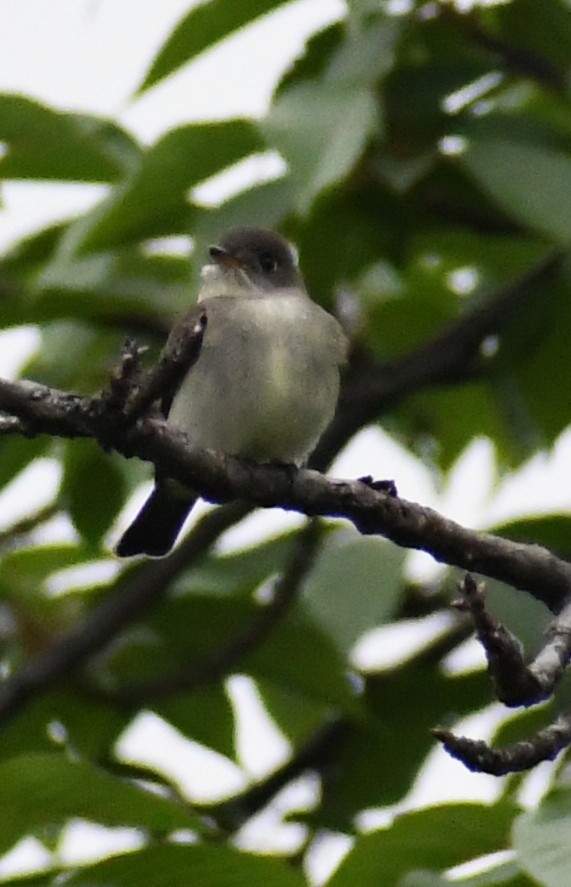 Alder/Willow Flycatcher (Traill's Flycatcher) - ML238377101