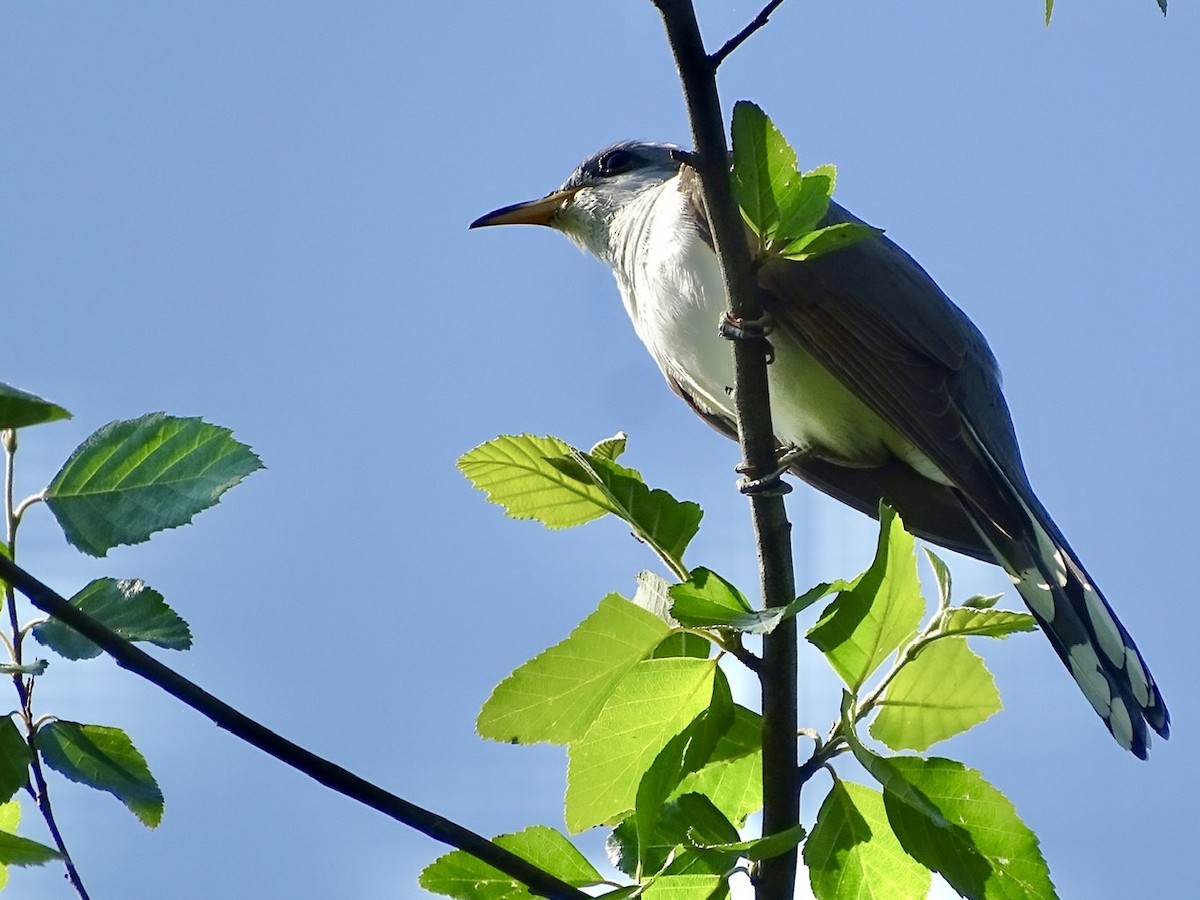 Yellow-billed Cuckoo - ML238377731