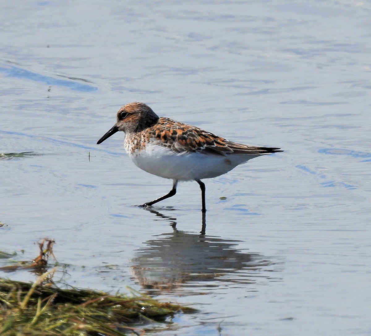 Sanderling - ML238378171