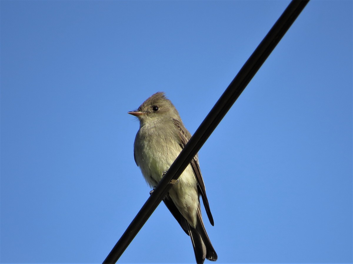 Western Wood-Pewee - Rick Saxton