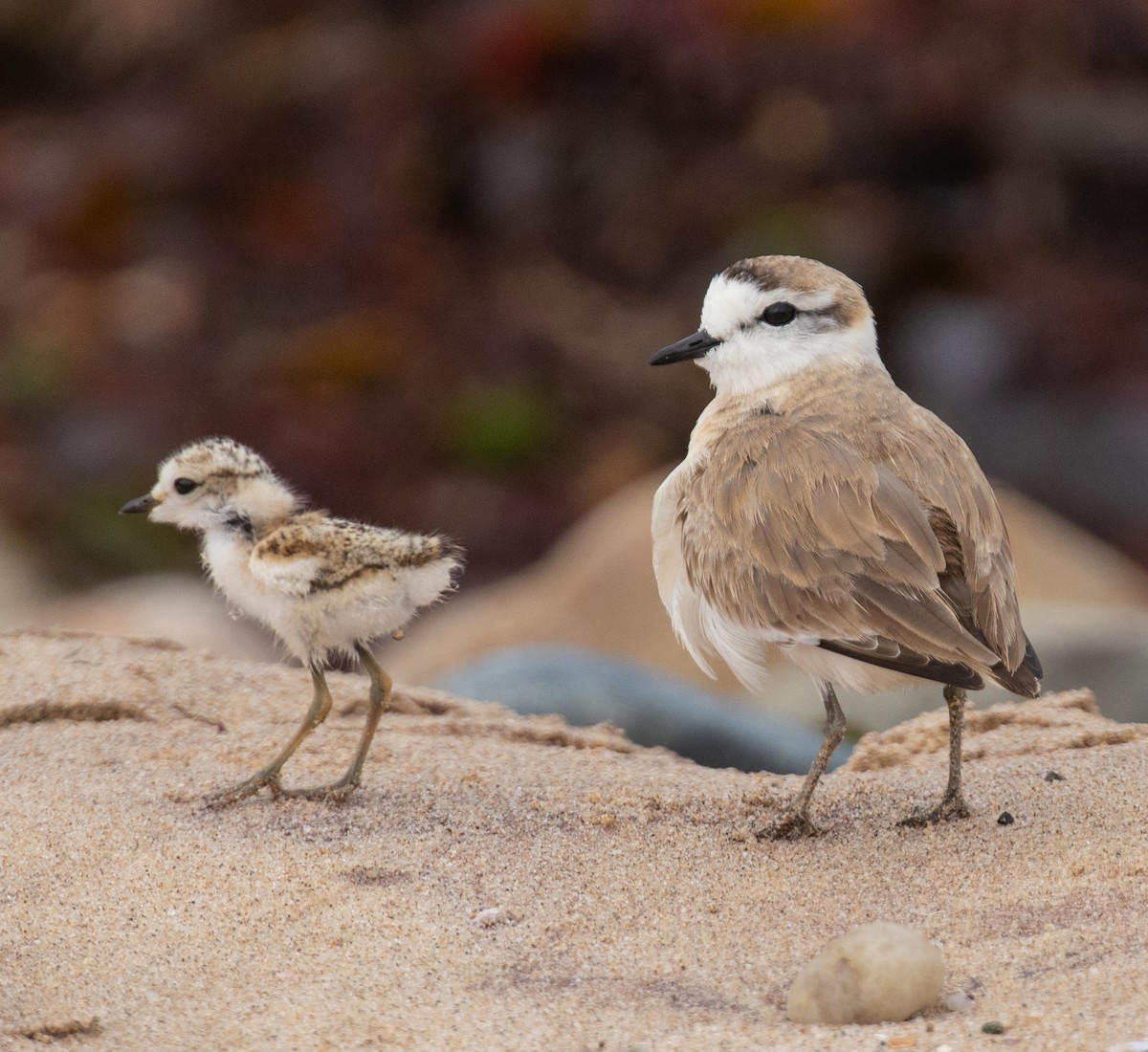 White-fronted Plover - ML238385471
