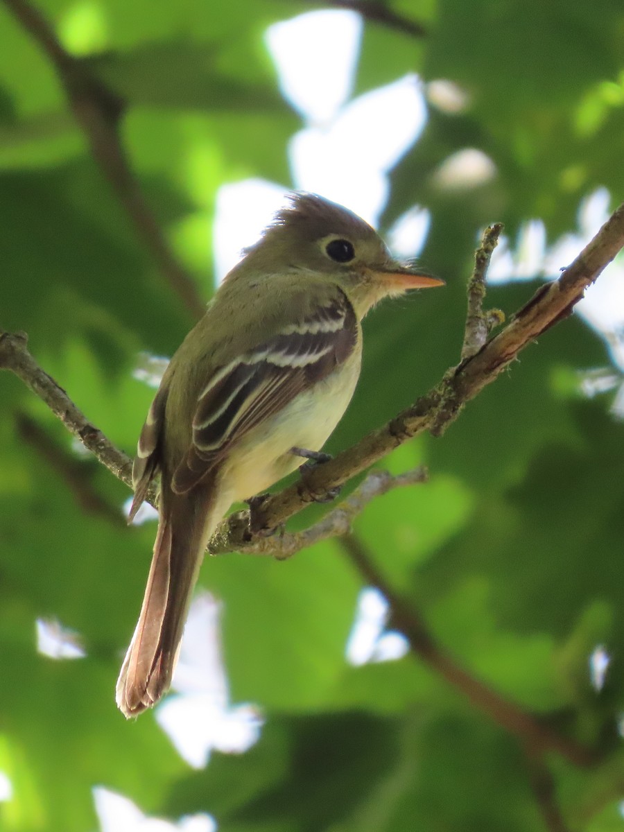 Western Flycatcher (Pacific-slope) - Thomas Gilg
