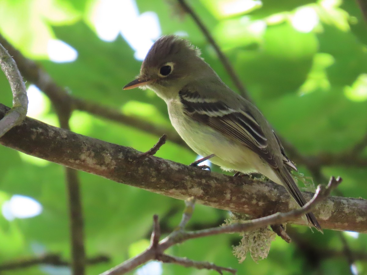Western Flycatcher (Pacific-slope) - Thomas Gilg