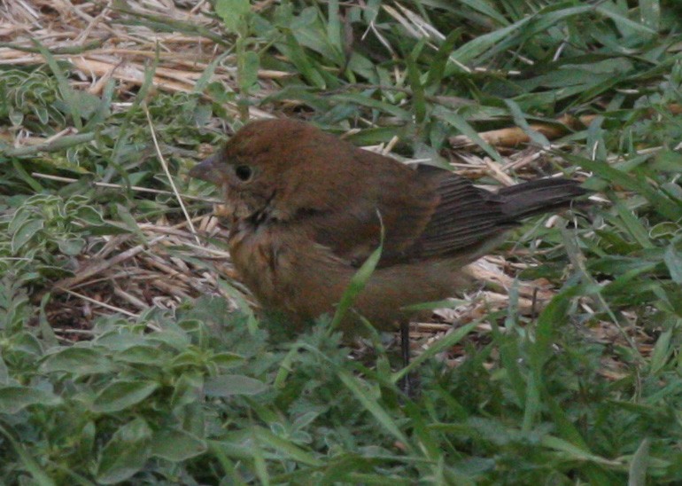 Varied Bunting - Bill Deppe