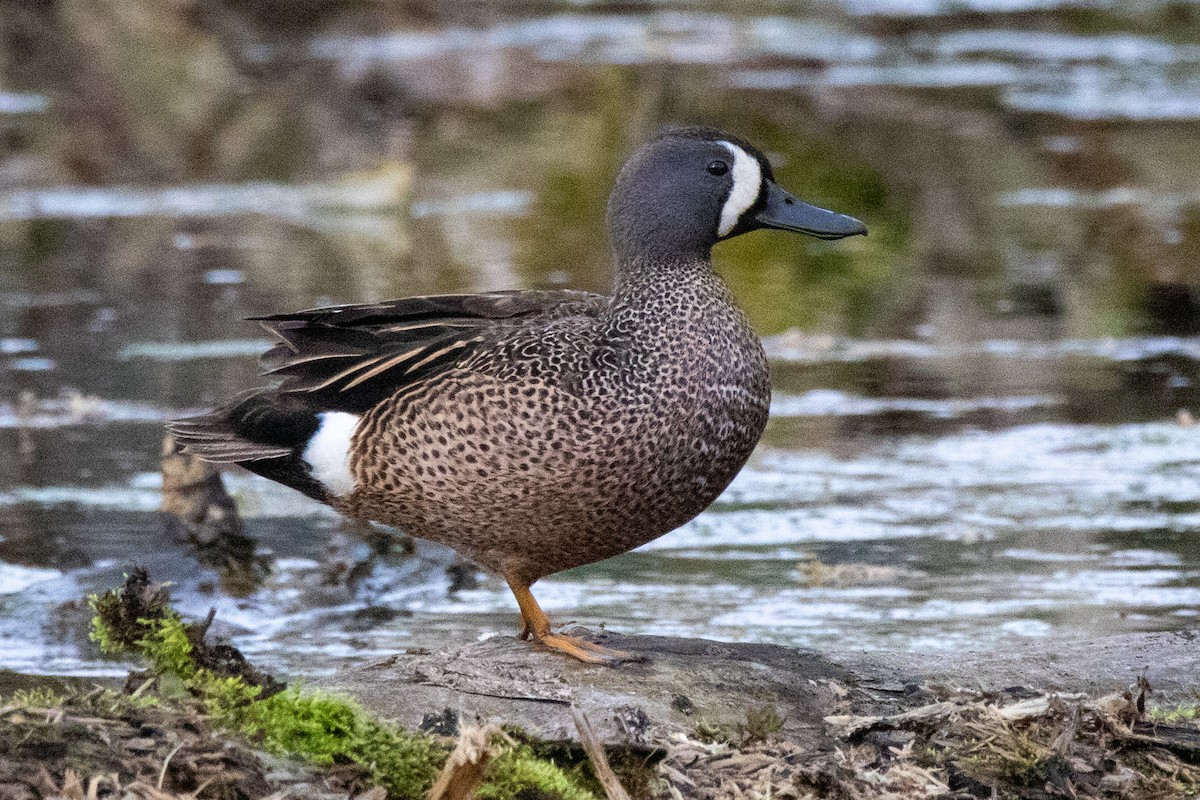 Blue-winged Teal - Kurt Miller
