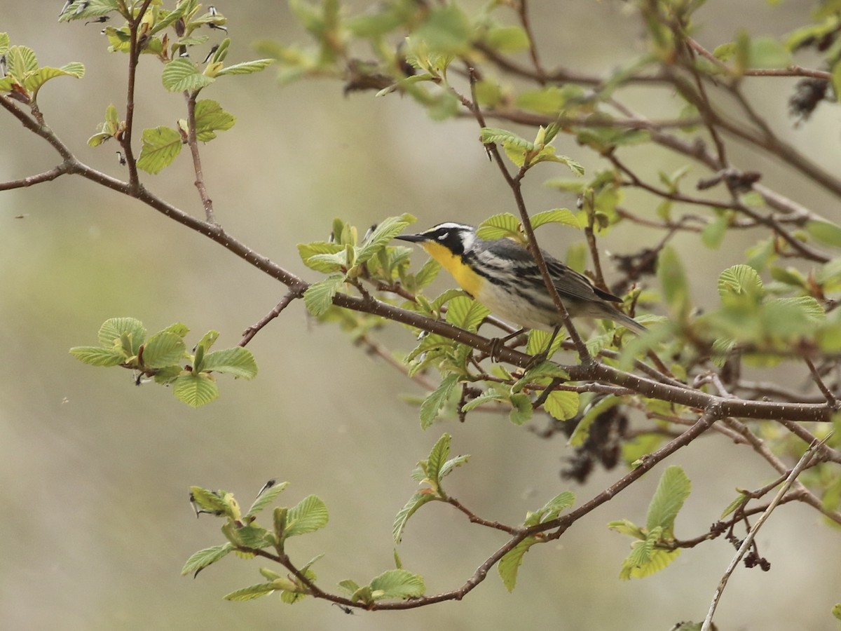 Yellow-throated Warbler - Jess sory