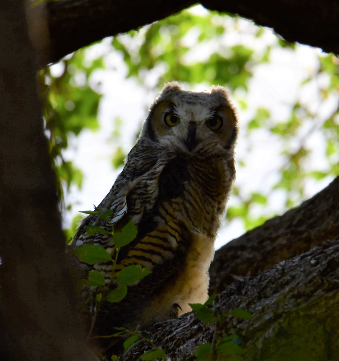 Great Horned Owl - ML238391081