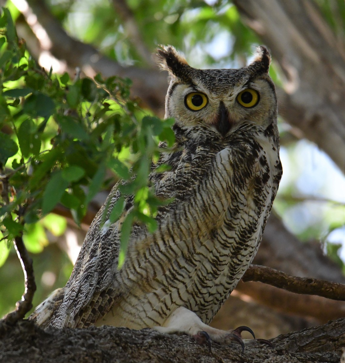 Great Horned Owl - ML238391091