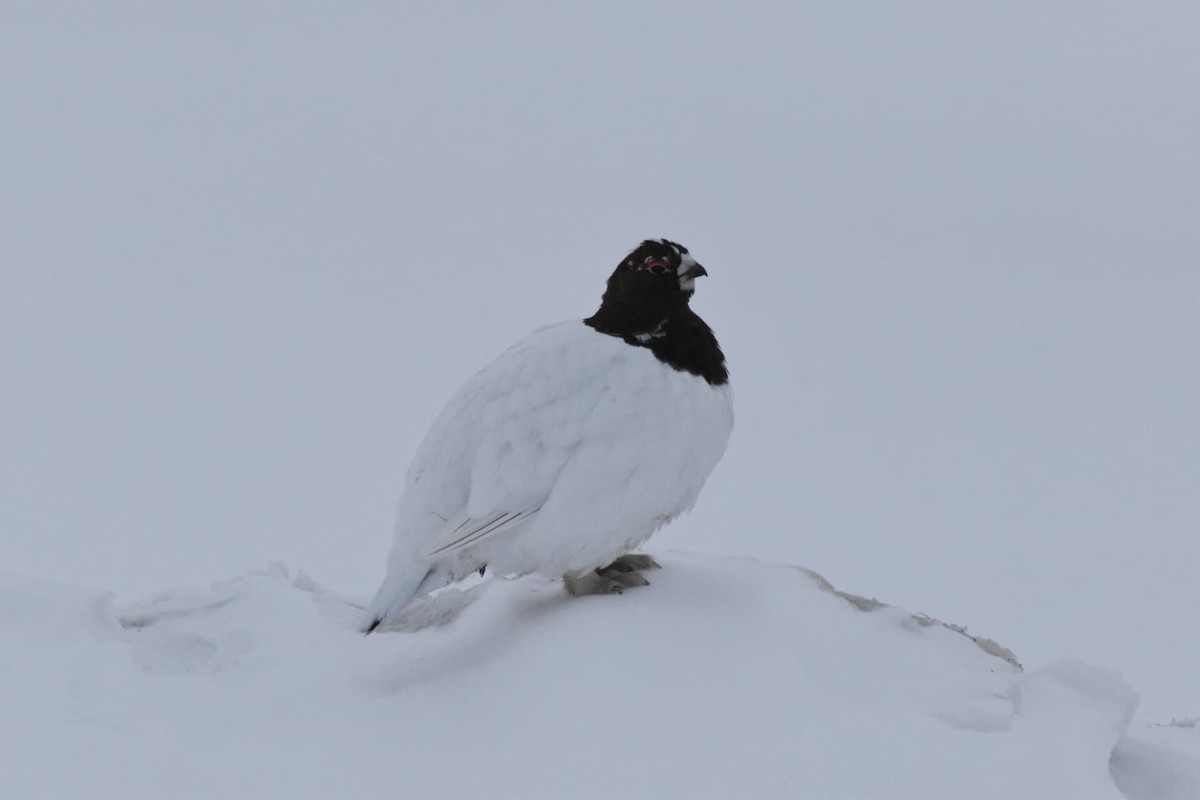 Willow Ptarmigan - Louis-Philippe Gélinas