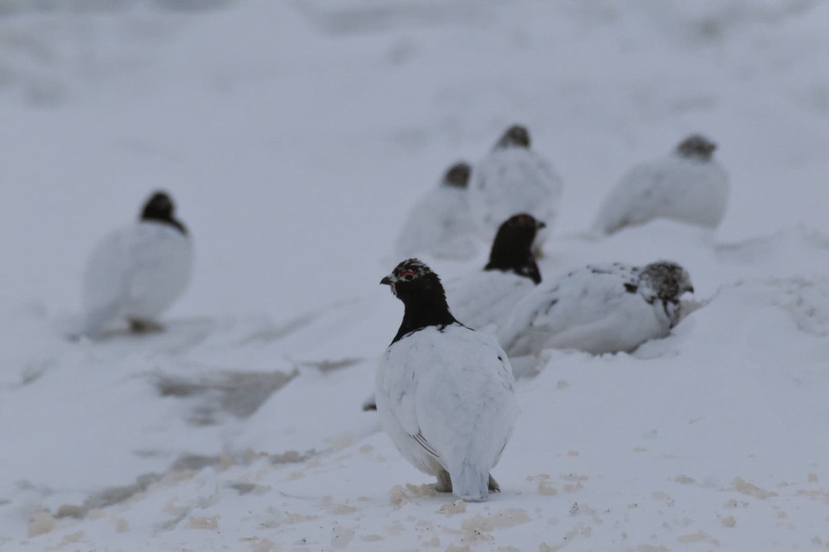 Moorschneehuhn - ML238391151