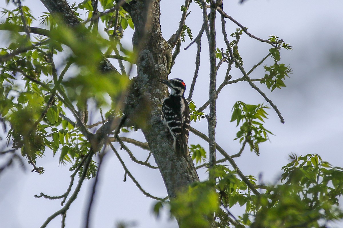 Hairy Woodpecker - ML238391781