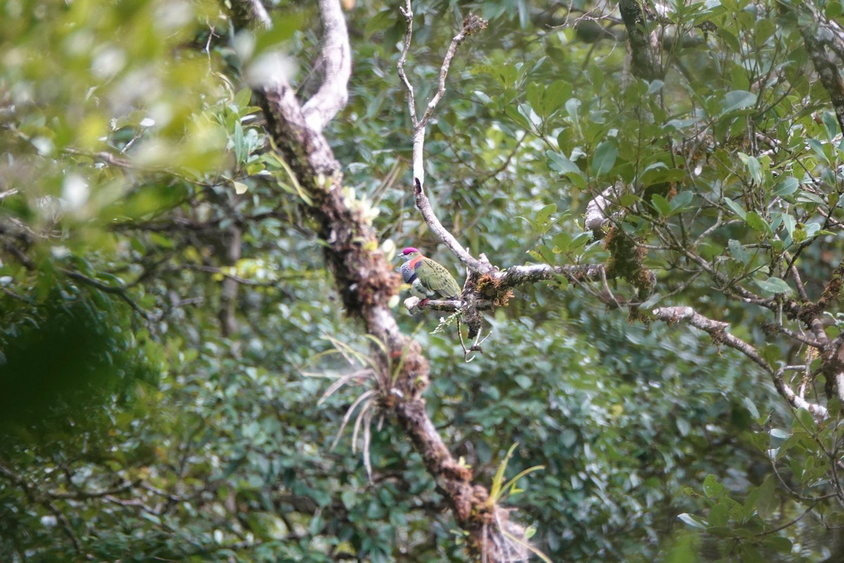 Superb Fruit-Dove - ML238392711