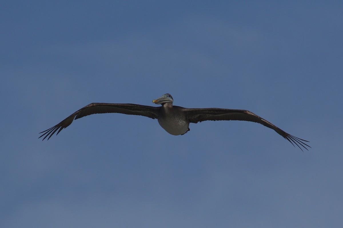 Brown Pelican - ML238393341