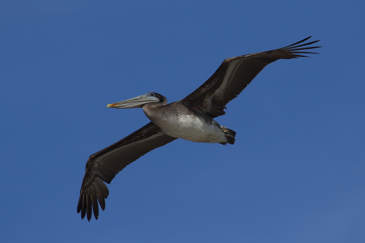 Brown Pelican - ML238393351