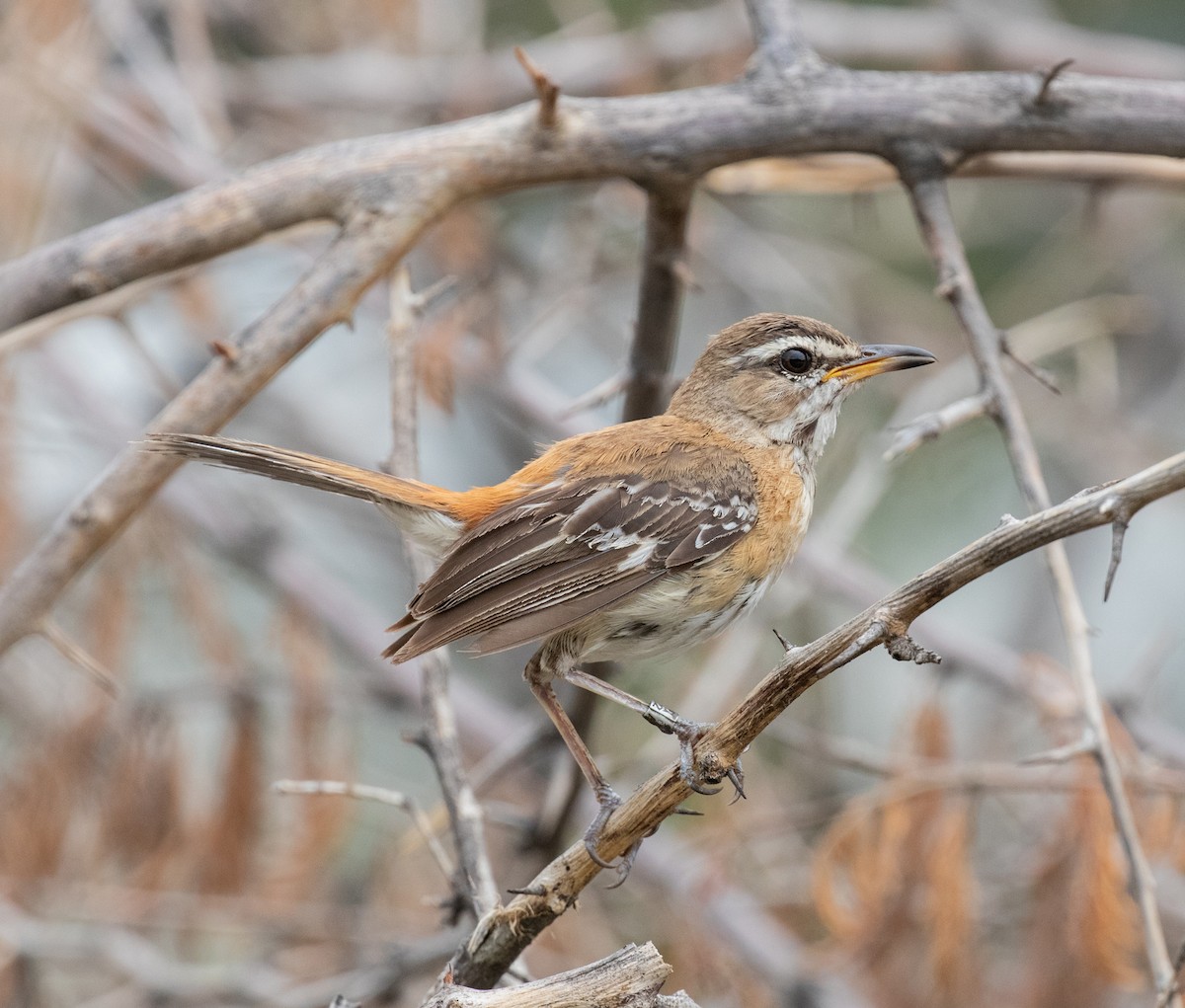 Red-backed Scrub-Robin - ML238393981