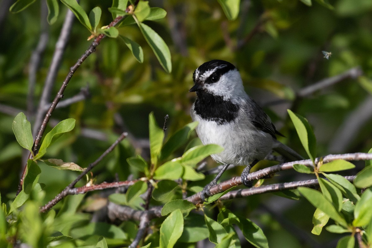 Mountain Chickadee - ML238394741