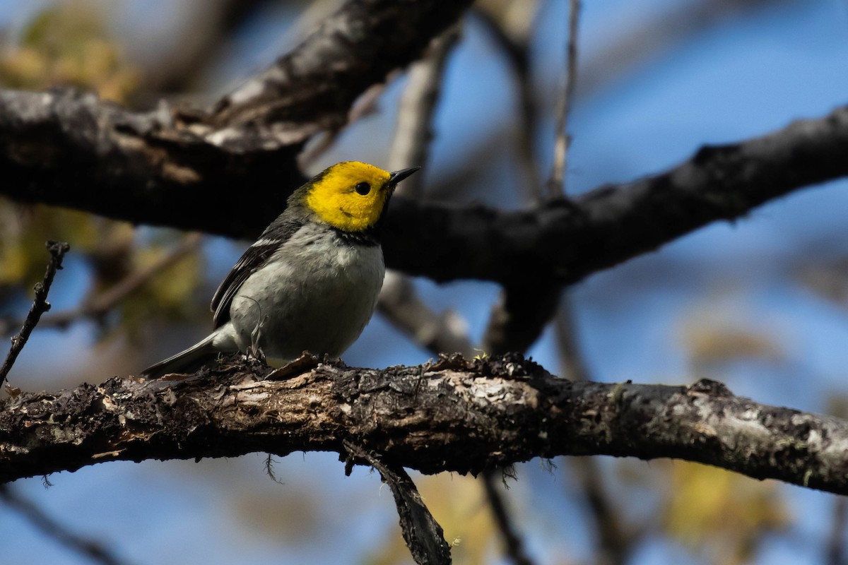 Hermit Warbler - ML238394751