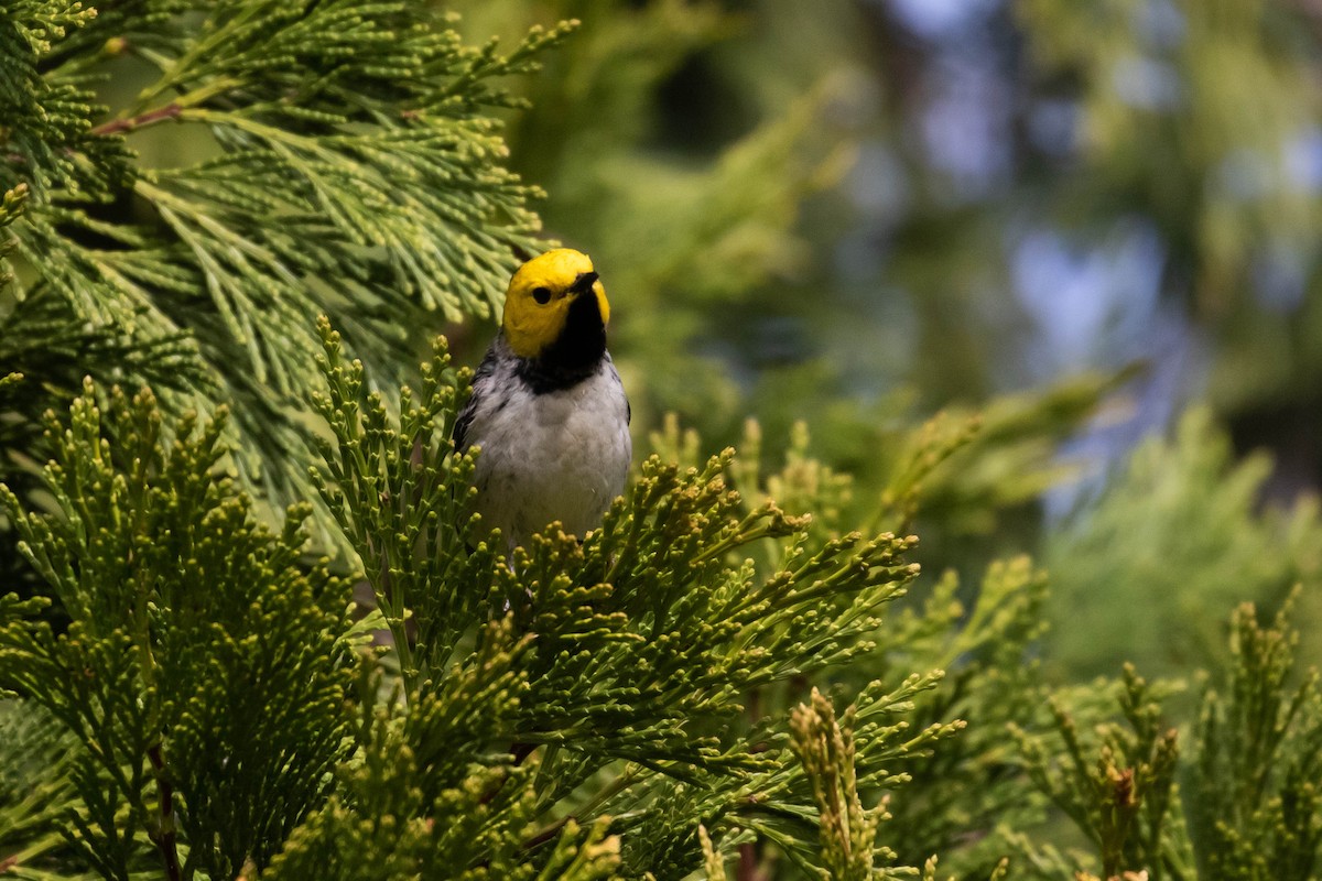 Hermit Warbler - ML238394791