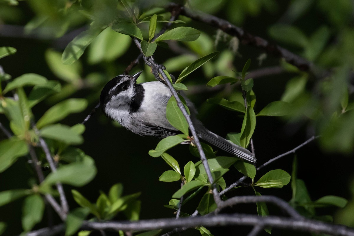 Mountain Chickadee - ML238394811
