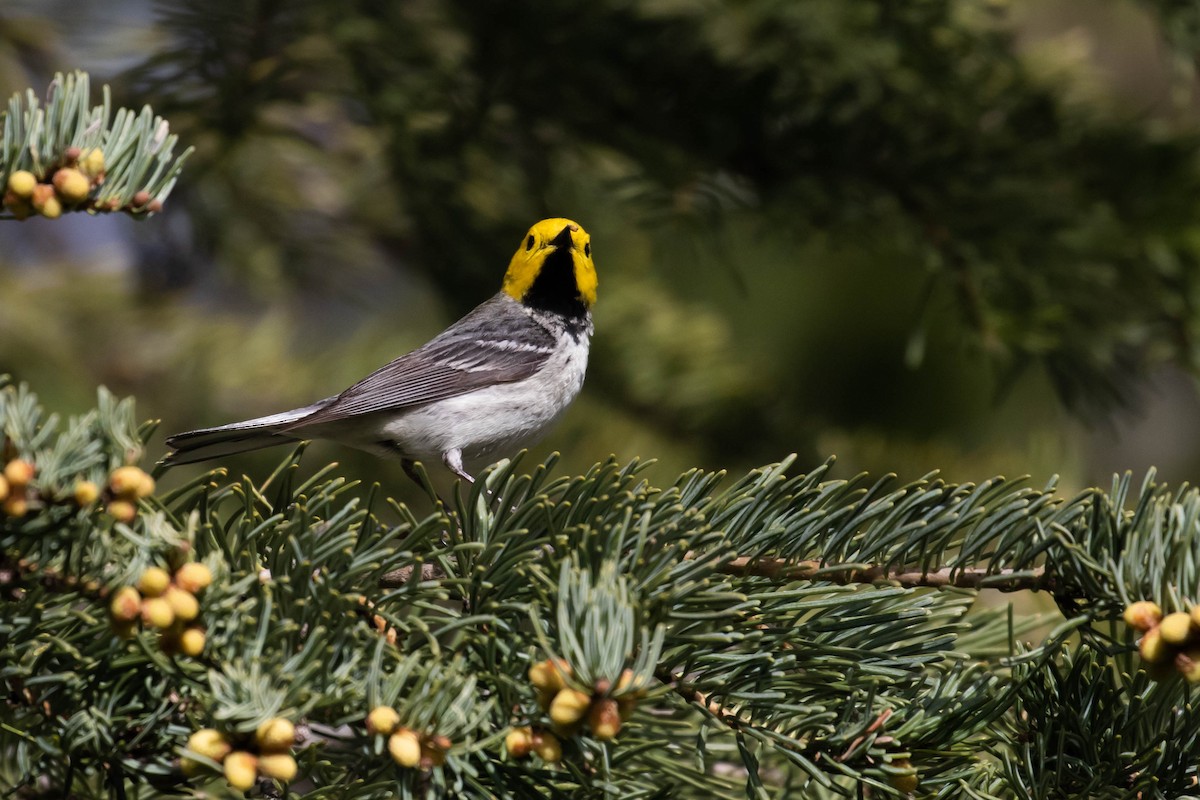 Hermit Warbler - ML238394821