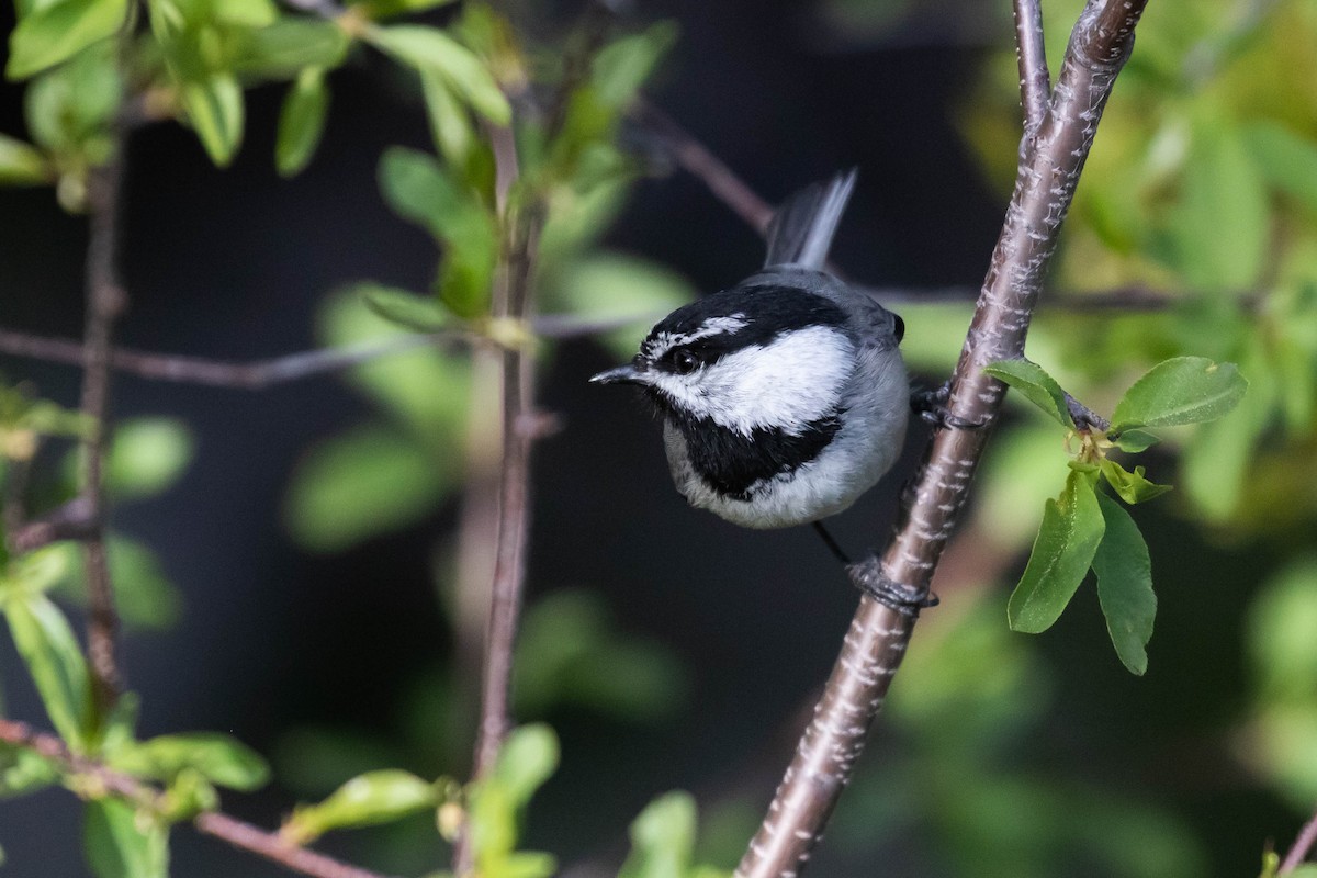 Mountain Chickadee - ML238394831
