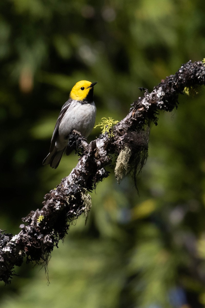 Hermit Warbler - ML238394841