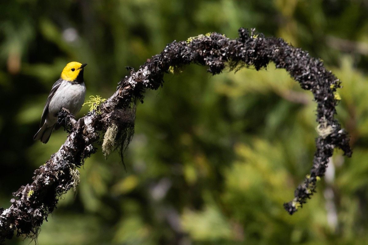 Hermit Warbler - ML238394851