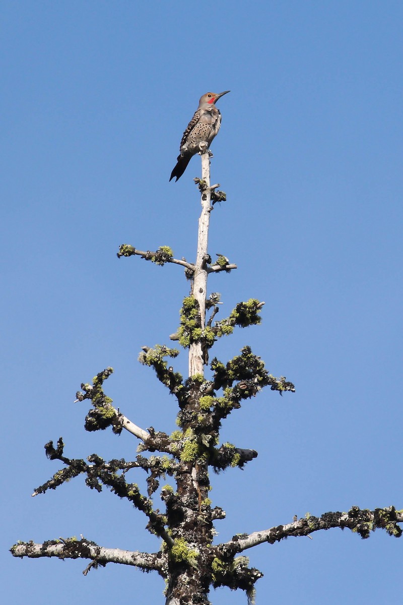 Northern Flicker (Yellow-shafted x Red-shafted) - ML238394861